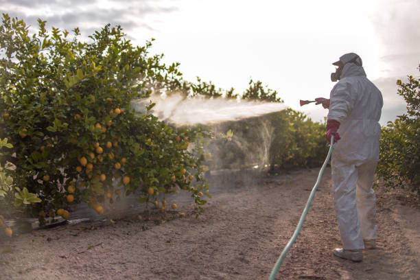 Best Wasp Removal Services  in Windsor Heights, IA